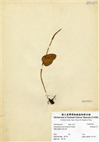 藏品(高山瓶爾小草)的圖片